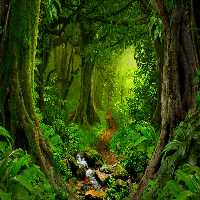 FunEscapeGames Rainforest…